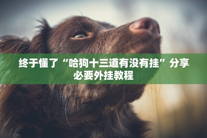 终于懂了“哈狗十三道有没有挂”分享必要外挂教程